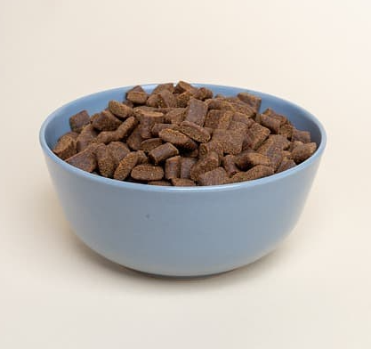 노령견 사료 추천 비교