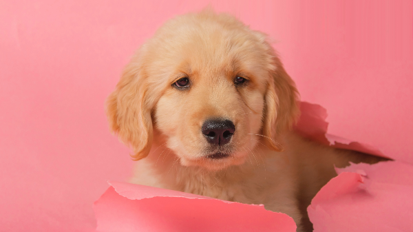 종이앞의 강아지