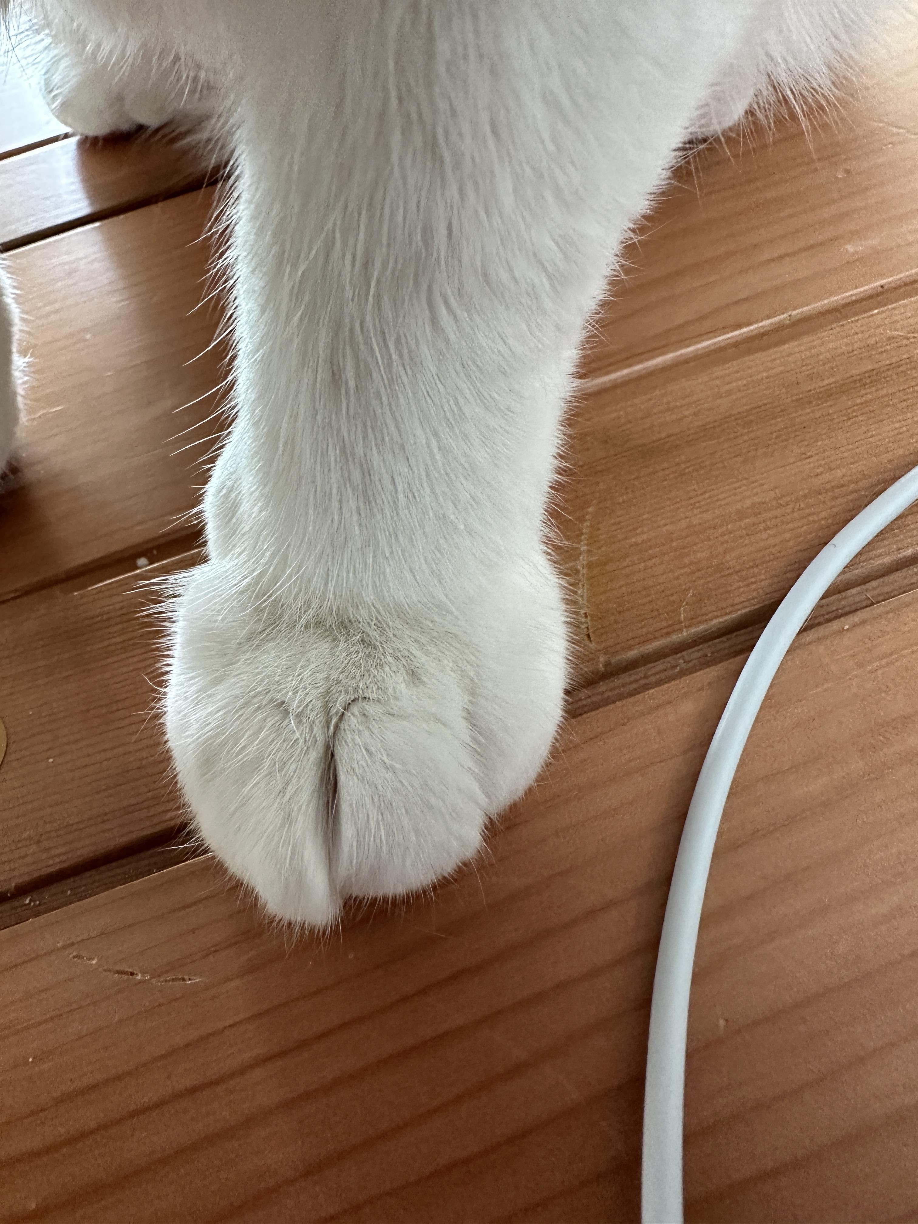 소심한 막둥이가 엄마를 지키는 방법 (feat.긴장해서 코까지 빨개진 막둥이)