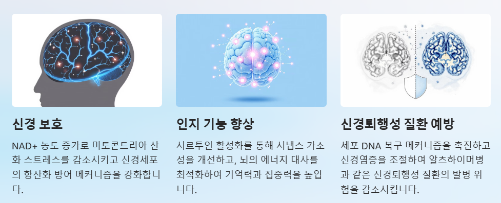 뇌건강 및 인지기는 향상