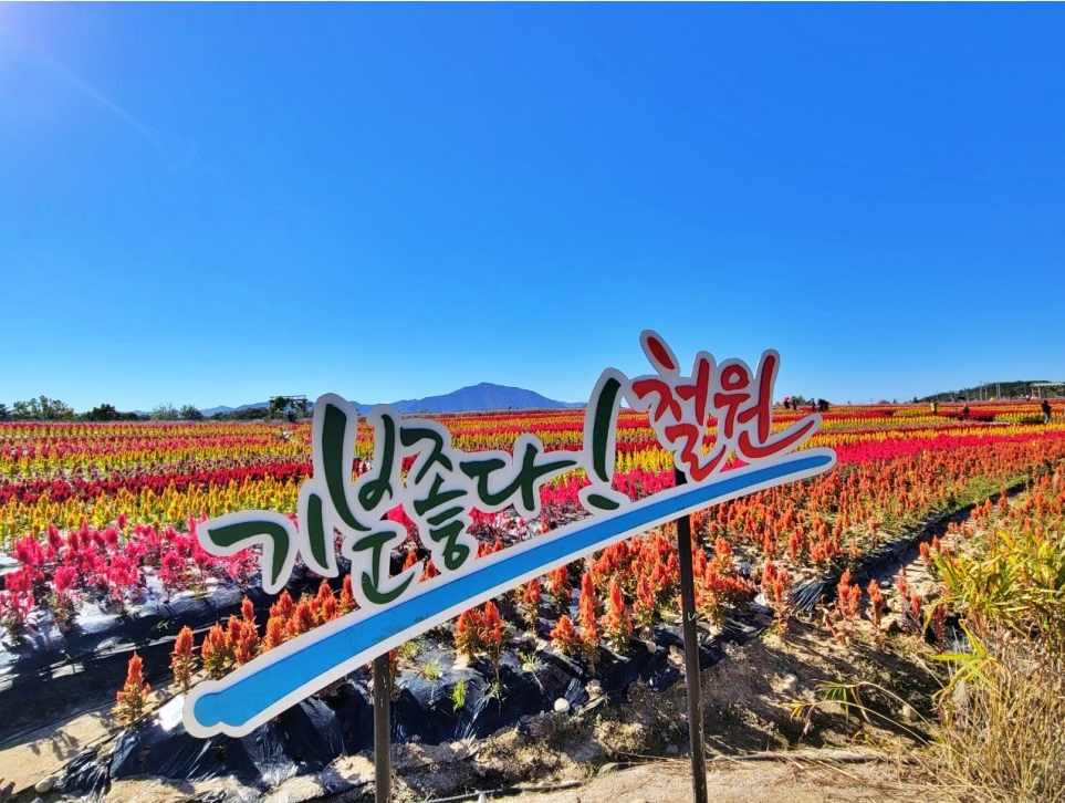 철원 고석정 꽃축제