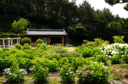 경상권 수국명소 추천 7곳&amp;#44; 여름의 정취를 만끽할 수 있는 곳