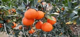 레드향 재배 착과 조절 잎 관리 하우스 온도_33