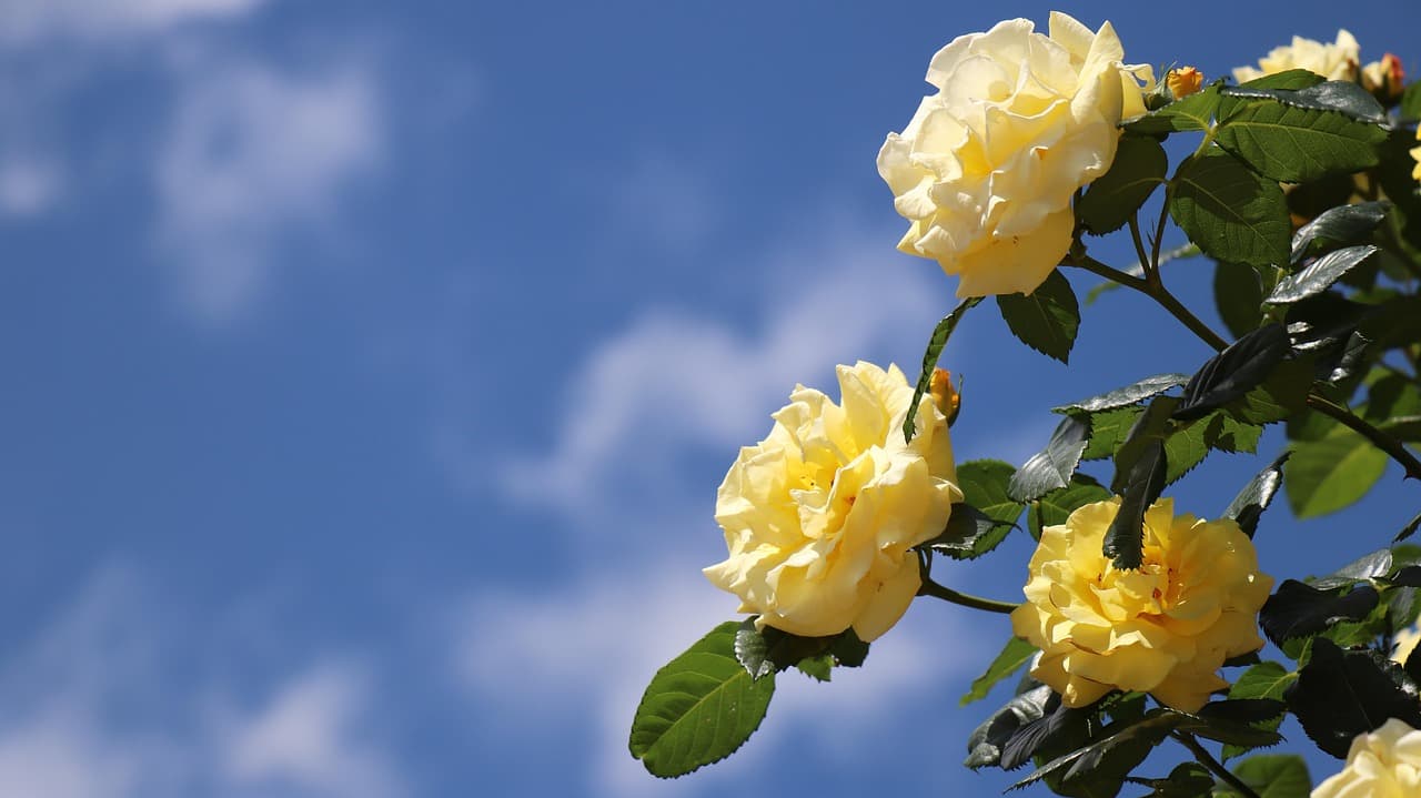 플로리스트 자격증&amp;#44; 꽃 디자인 전문가가 되는 가장 확실한 준비 가이드