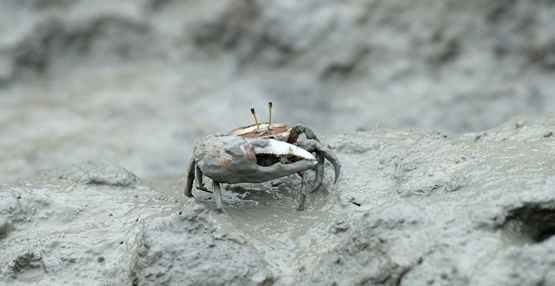 순천만습지 갈대밭