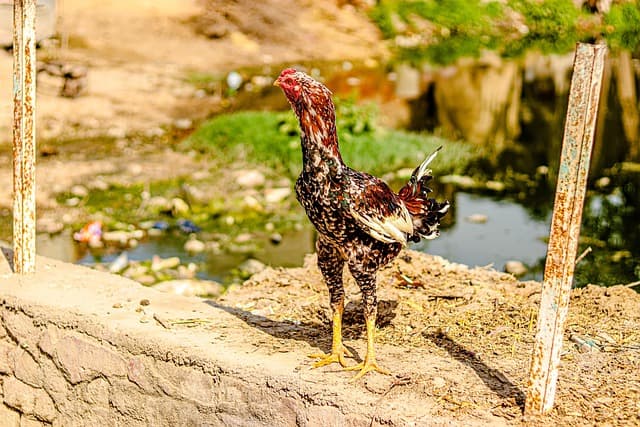 닭은 더우면 어떻게 식힐까? 땀샘 없는 닭의 체온 조절법