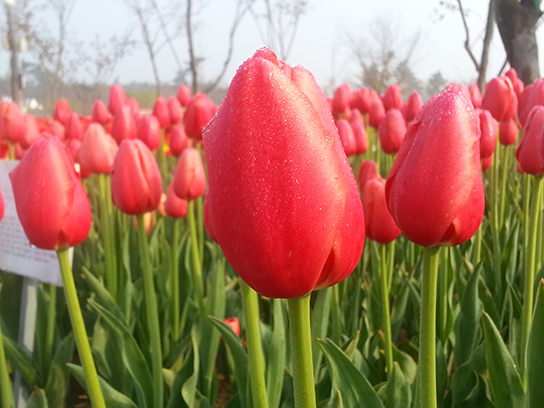 태안 튤립축제