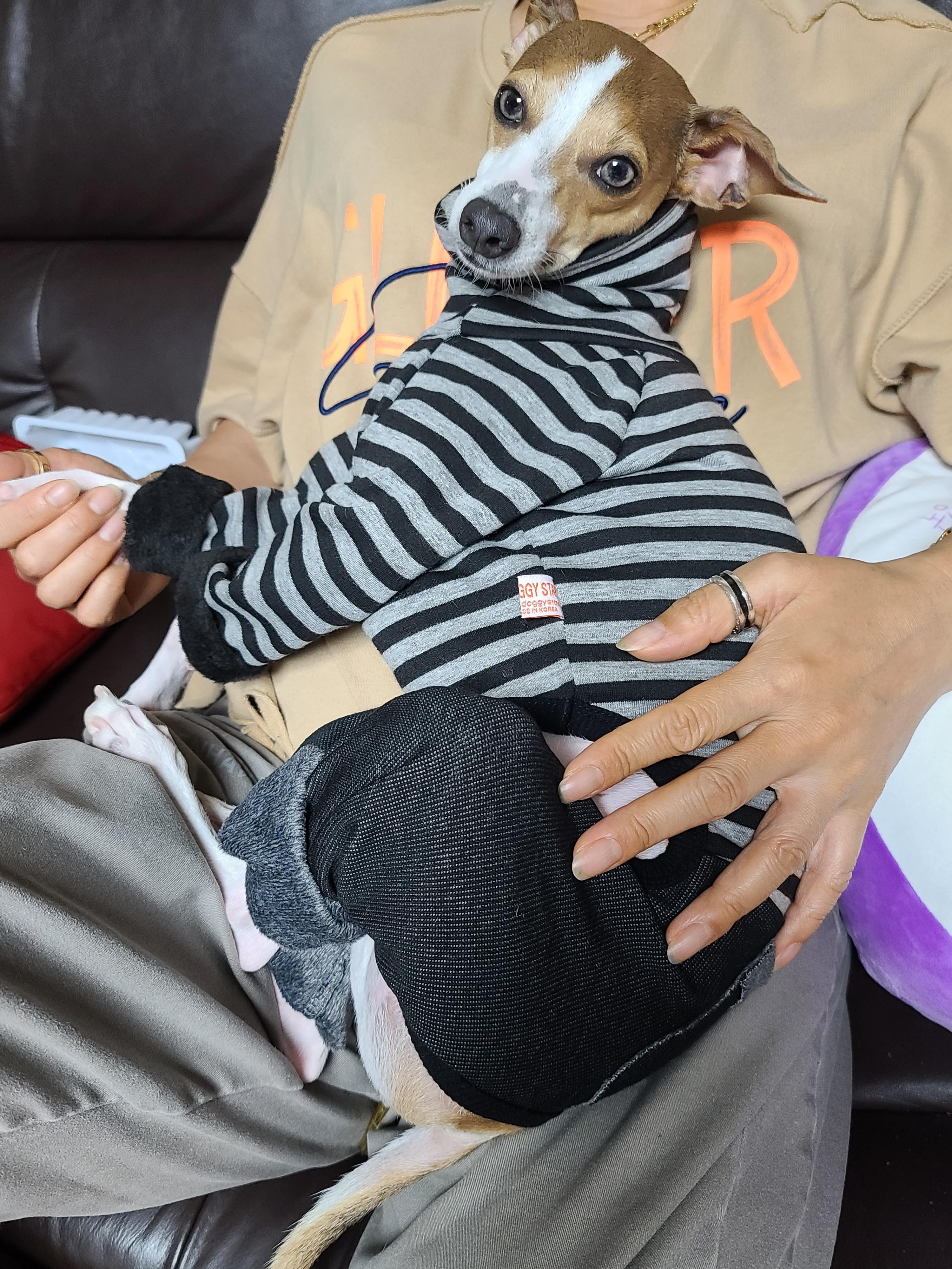 나는 강아지 조카들이 있다. 쏭! 팽!