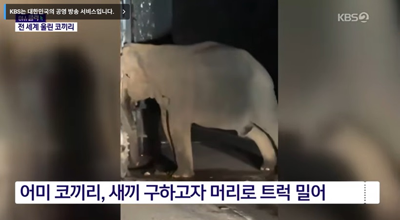 어미 코끼리의 슬픈 행동