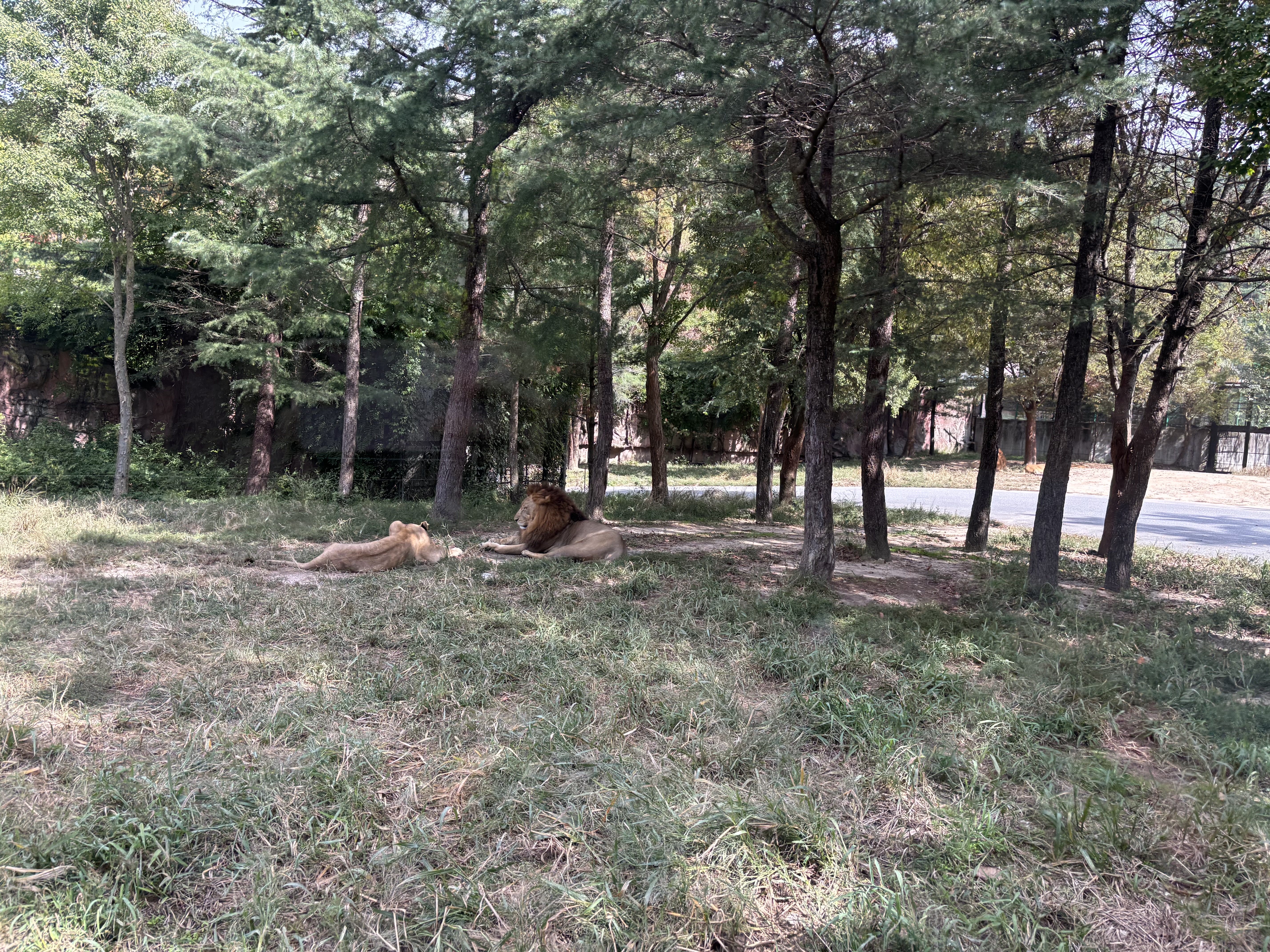 대전오월드 사파리