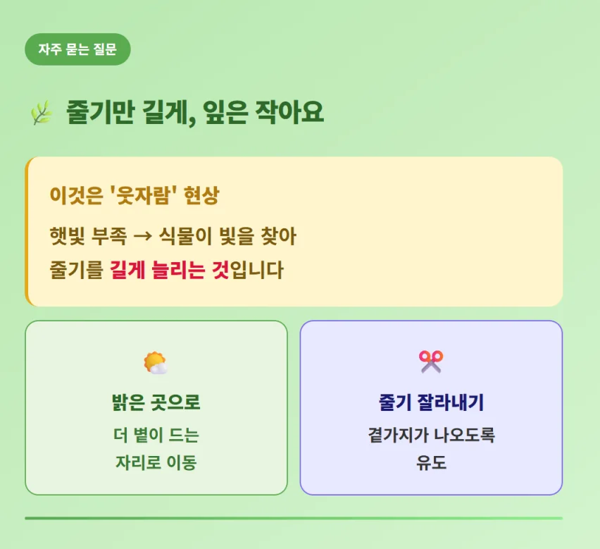 "햇빛 부족으로 줄기만 길게 자라는 바질 웃자람 현상의 원인과 이동 배치 및 가지치기 해결책"