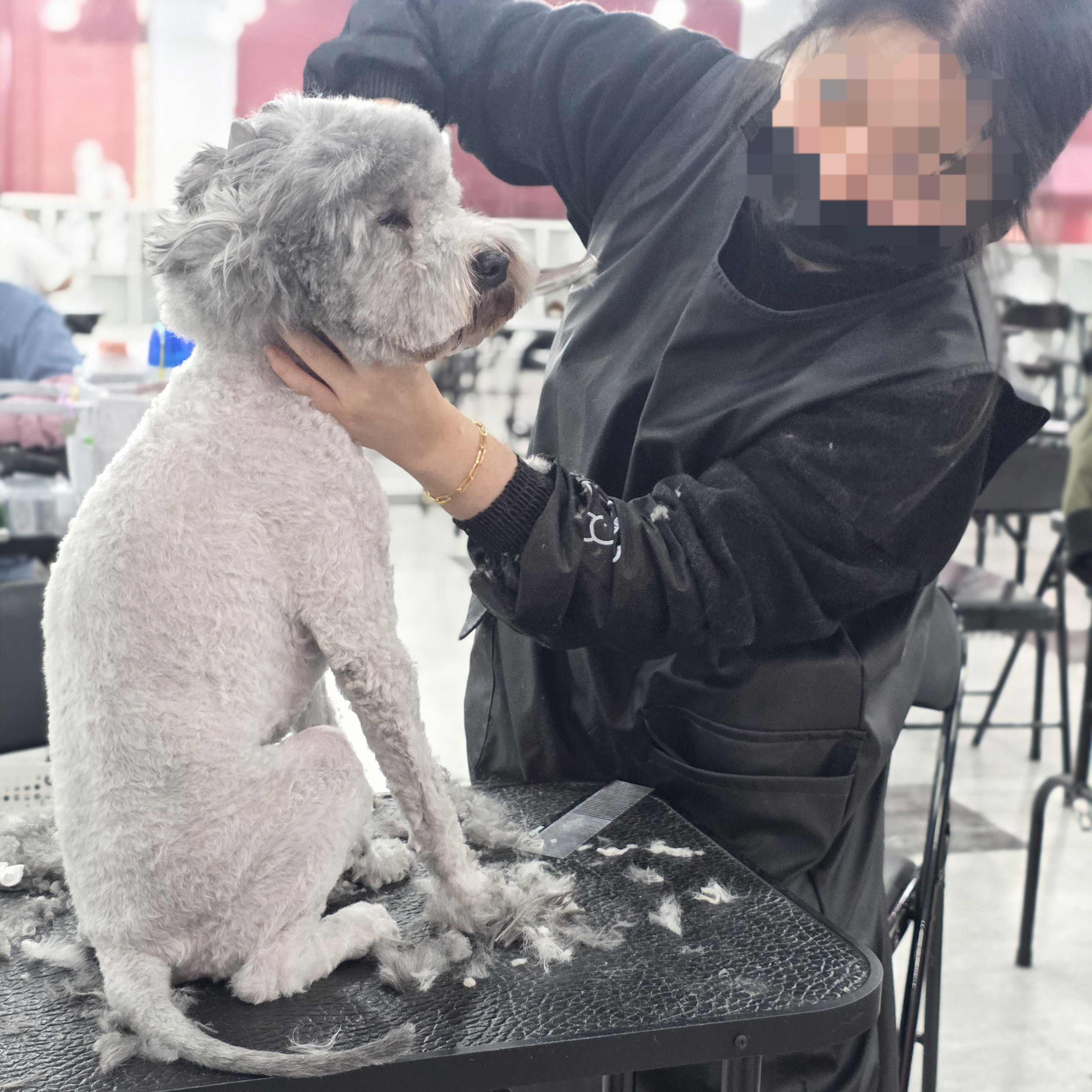 부산강아지미용학원