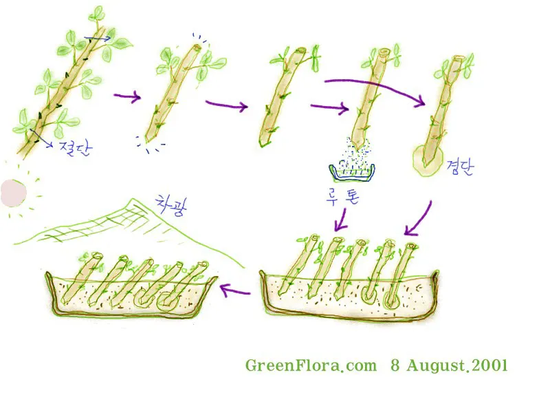 장미 삽목하는 방법 집에서 쉽게 번식하는 팁_5