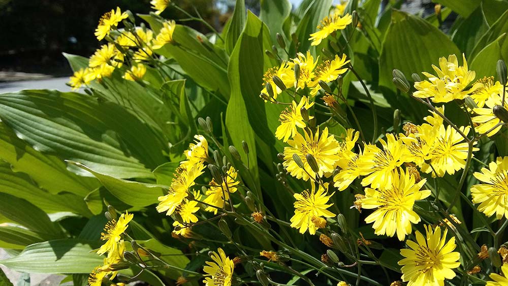 서울둘레길 4코스 대모산·우면산 고들빼기