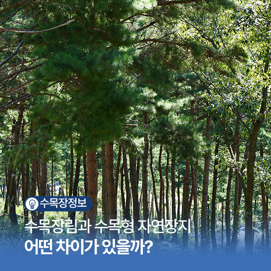 파주 수목장