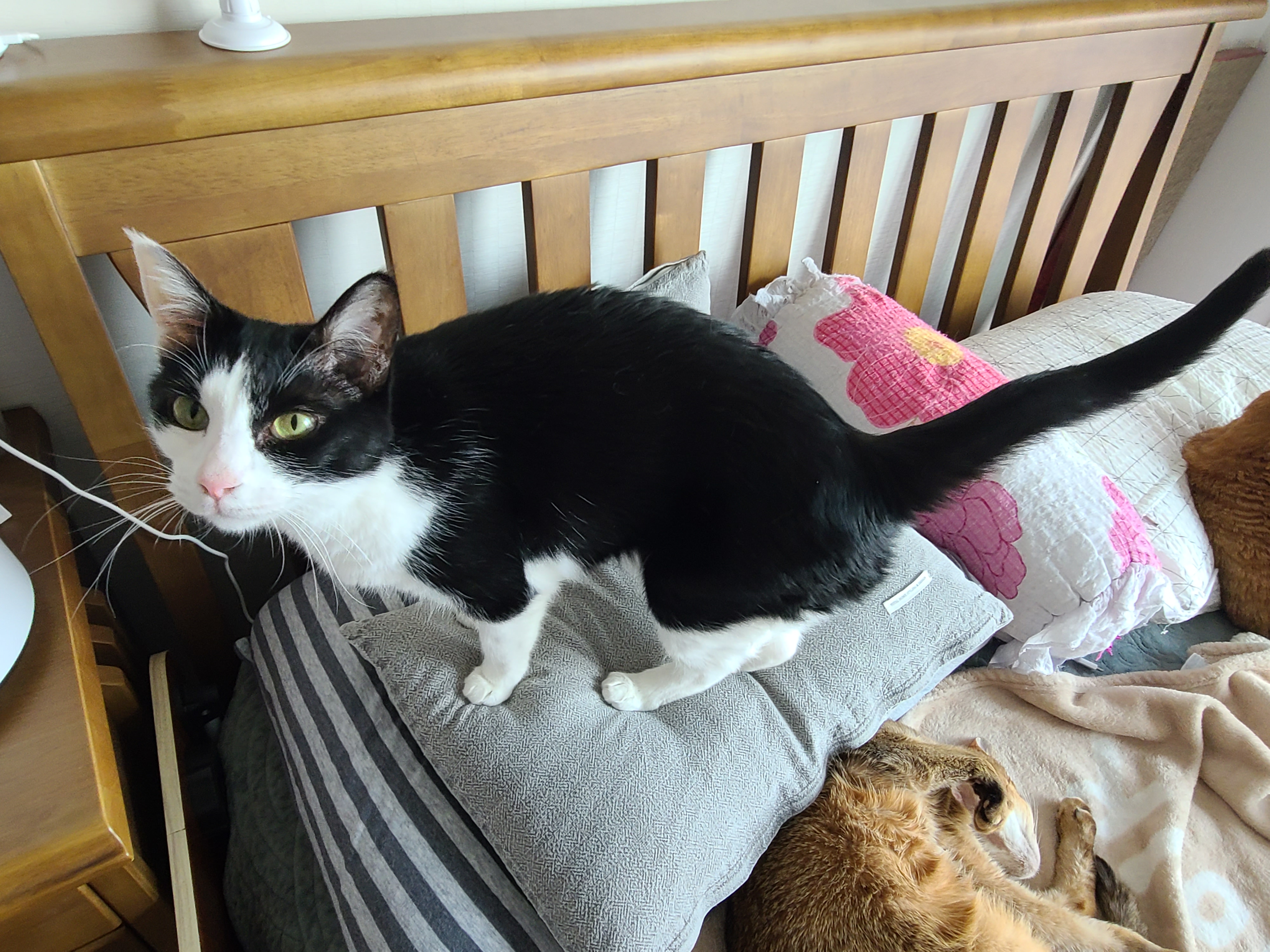 고양이들이 이러면 전기장판을 켜드려야겠죠?