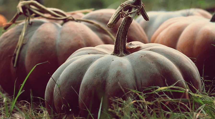 늙은호박 사진 - 18