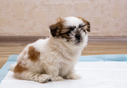 화장실에 있는 개.