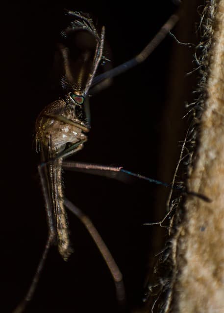 열대질병의 북상 현상