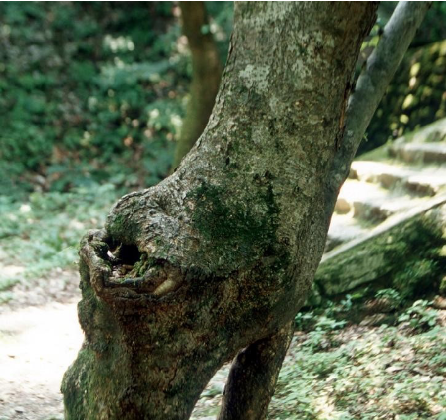 꾸지뽕나무사진