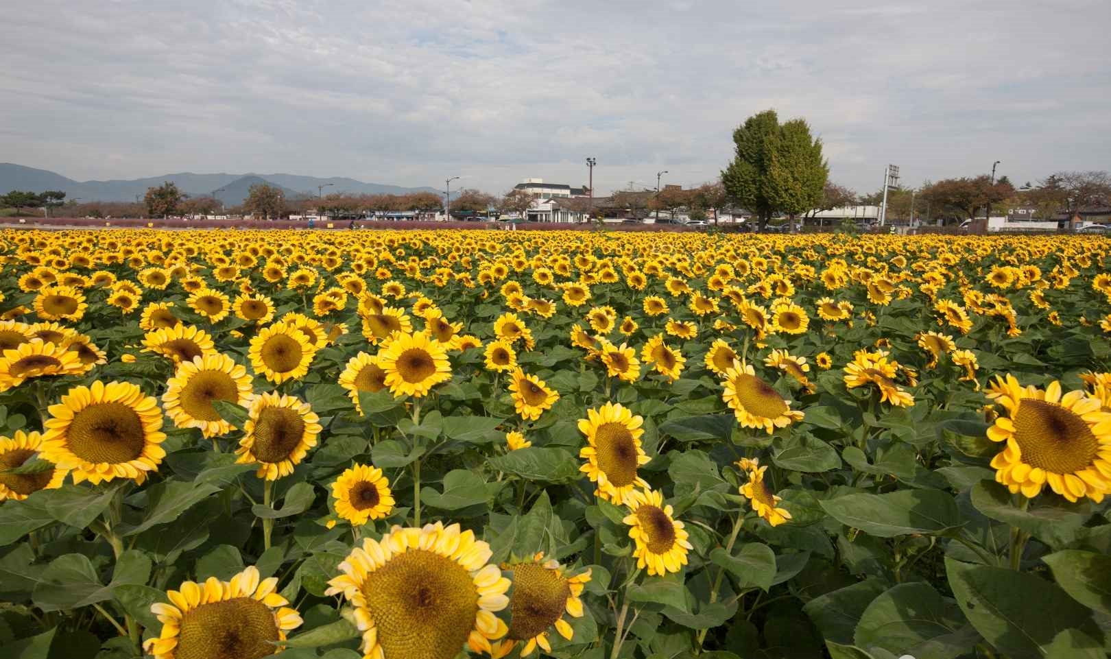 경주 첨성대 해바라기밭
