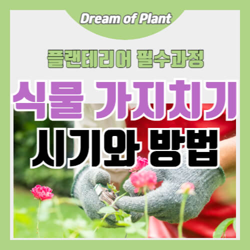 식물 가지치기의 시기와 방법 썸네일 이미지