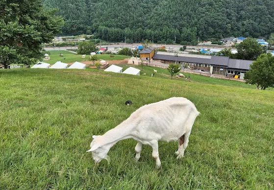 몽토랑산양목장