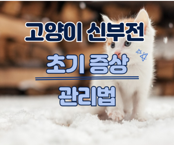 고양이 초기 증상과 관리법이라고 써있는 고양이 사진