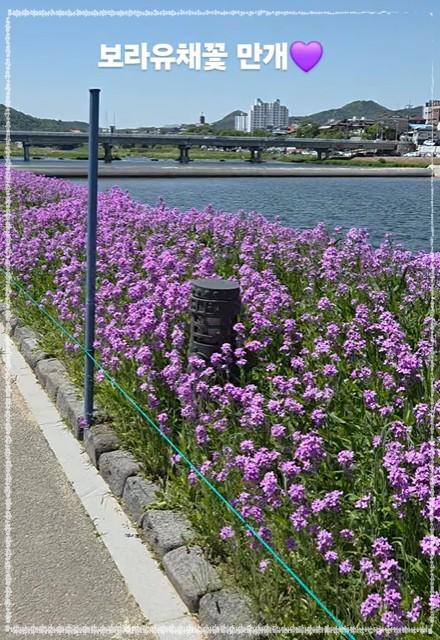 인생샷 보장! 영천 보라 유채꽃 단지 방문 가이드 (위치/주차/포토존)