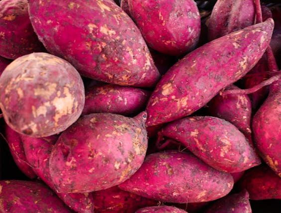 고구마 수확시기 및 고구마 효능