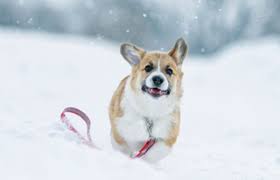 출처 구글 이미지 강아지사진