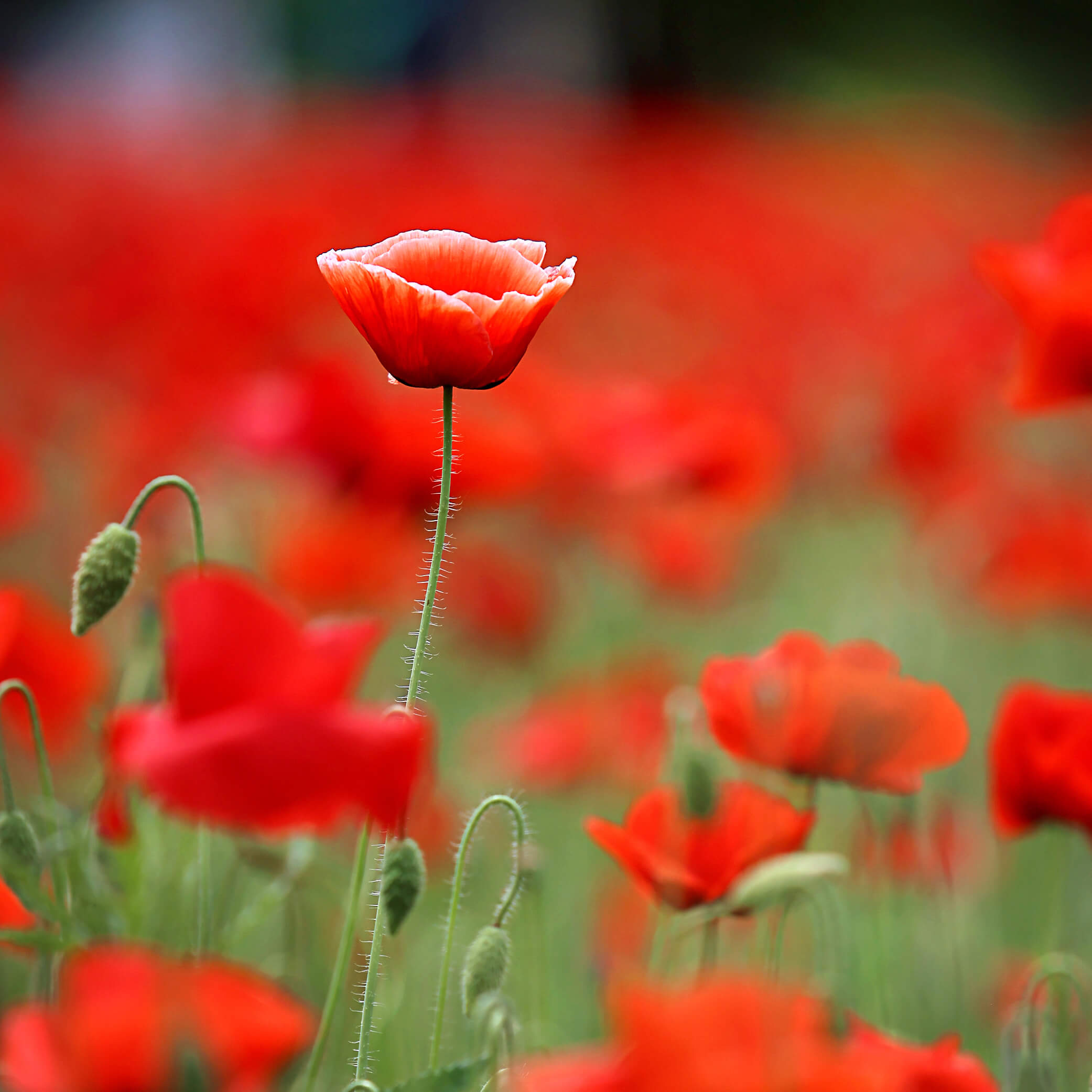 증평 보강천 미루나무숲