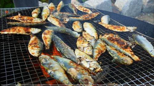 전어 효능과 효과