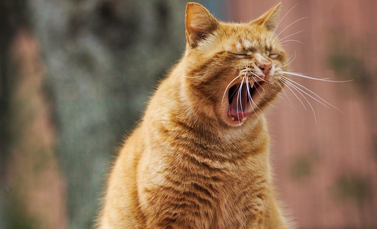 하품을 하는 이유 하품 하는 이유 하품 전염 계속 자주 하품