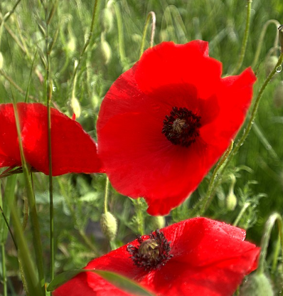 개양귀비와 양귀비의 차이5