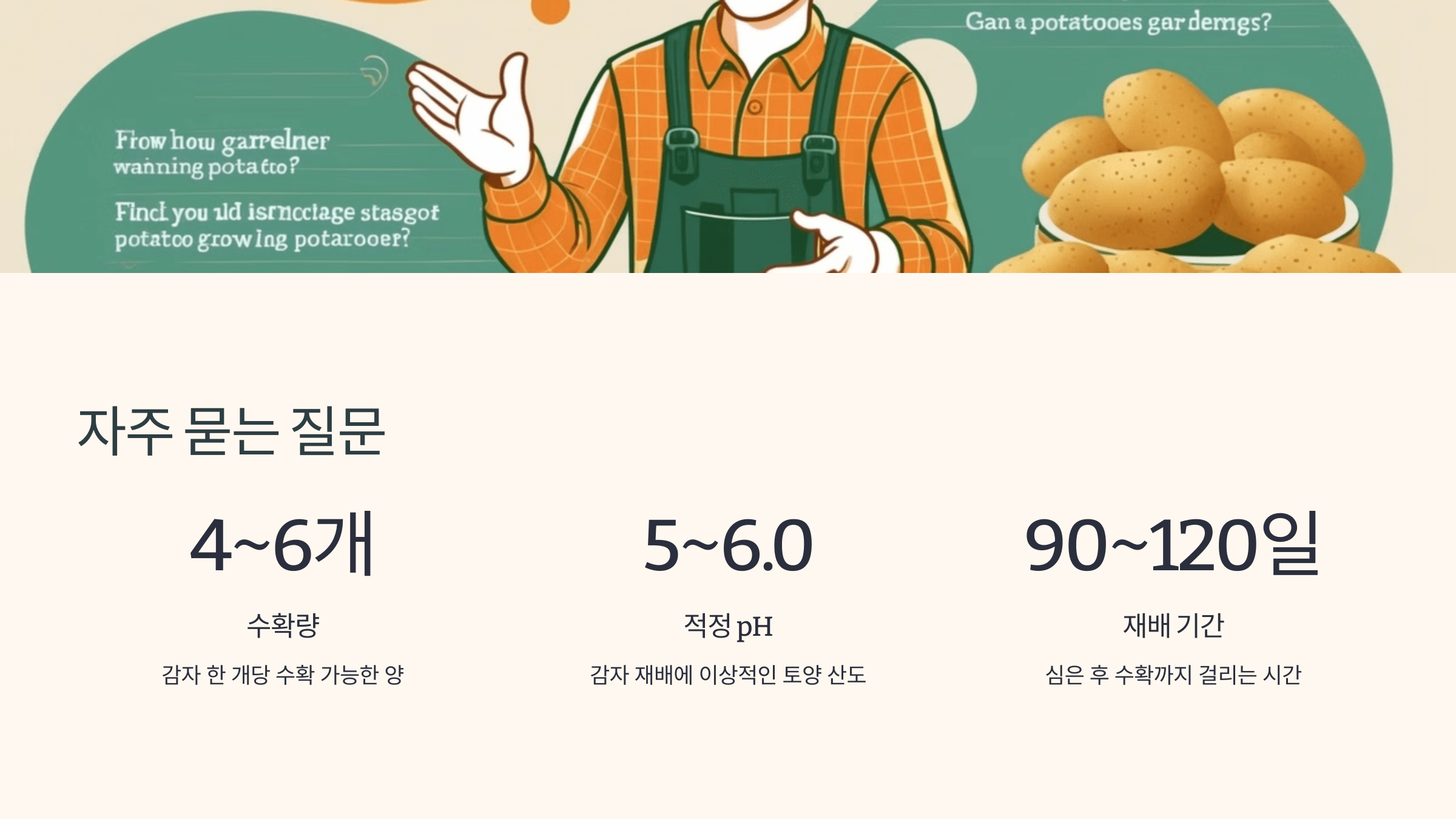 감자 사진입니다.