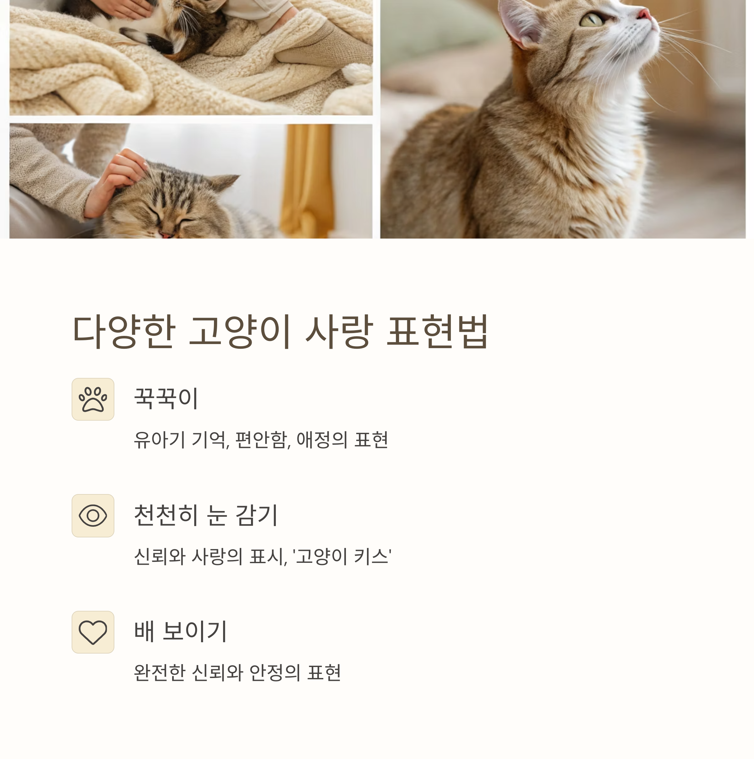 다양한 고양이 사랑 표현법