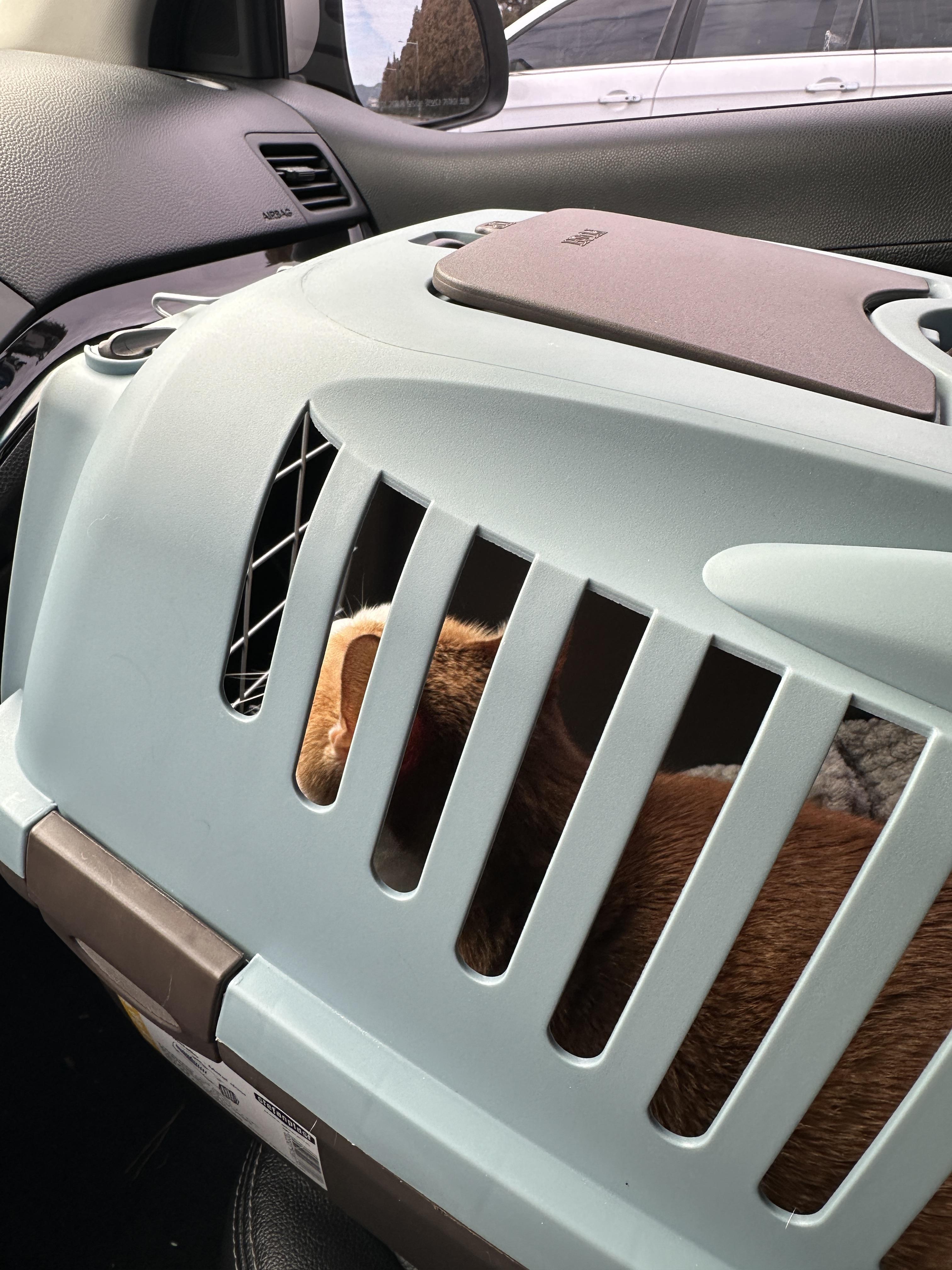 병원에_가는_차안_호야_2