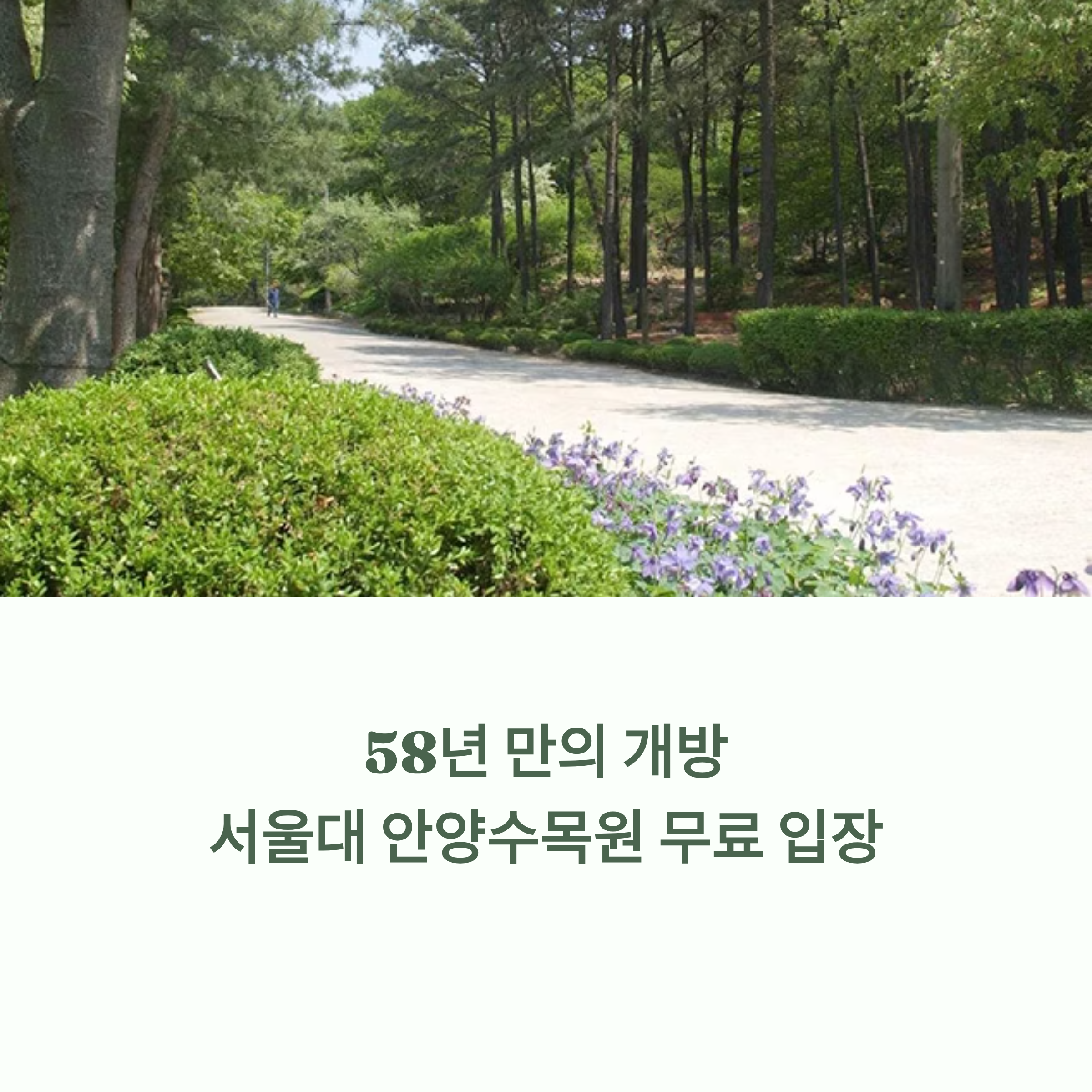 58년 만의 개방! 서울대 안양수목원 무료로 즐기는 완전 가이드