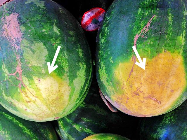 수박 맛있는거 고르기,수박 고르는법,팁줌