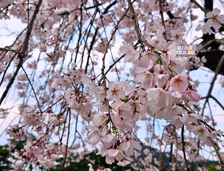 서울 벚꽃 명소 나들이 추천 경복궁, 덕수궁 4월 개화 상황 서울 가볼만한곳