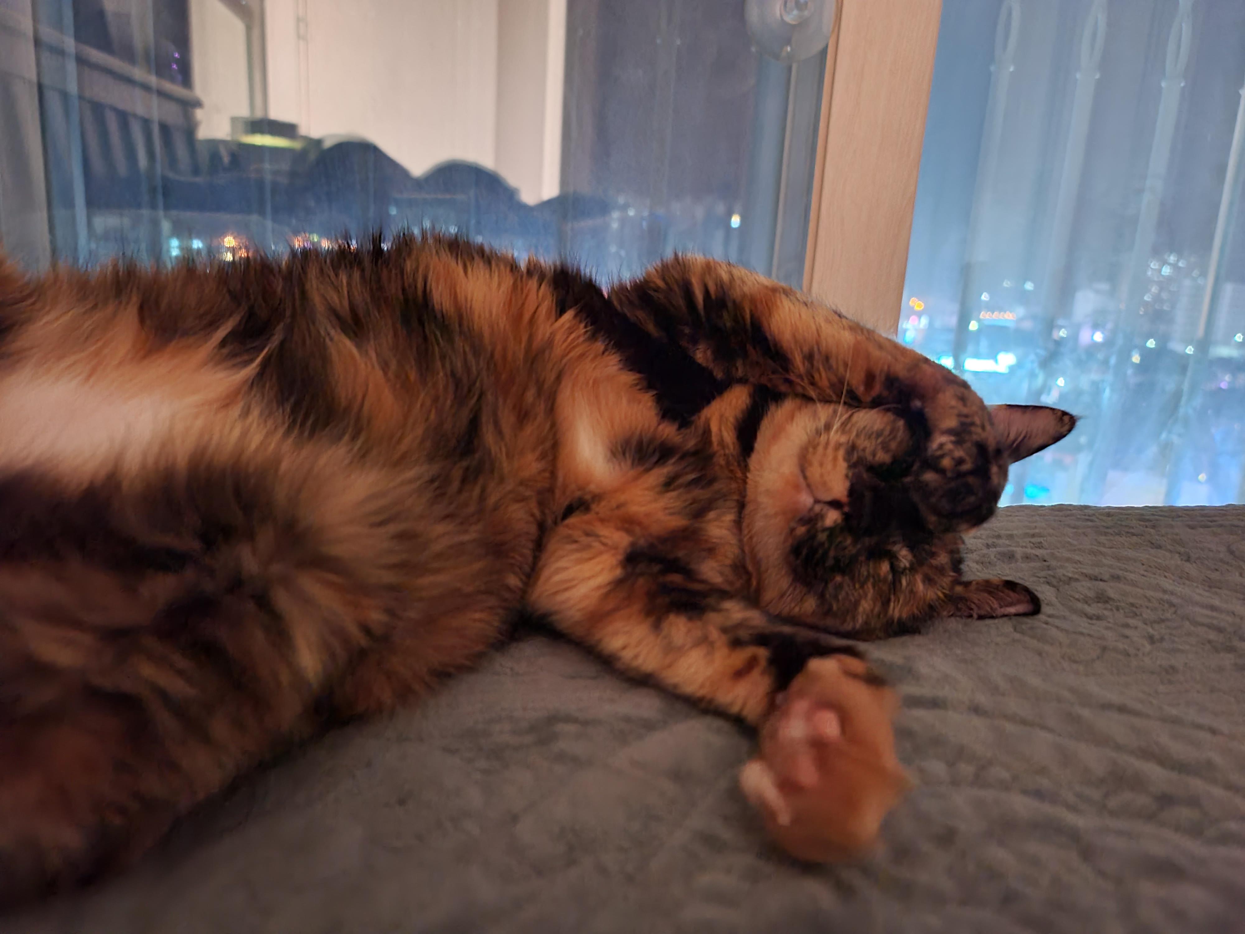 예술적감각이 뛰어난 고양이 올블랙 건이와 코트 무늬가 뛰어난 고양이 카오스 사랑이.