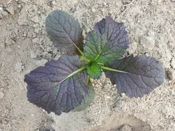 겨자채 재배 발아 빠름 간단한 관리 연속 파종_4