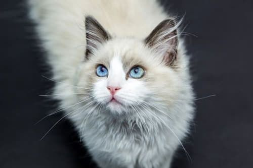 반려동물-고양이-마징가 귀