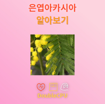 은엽아카시아 꽃말 및 탐구