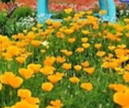 2025 원주용수골꽃양귀비축제