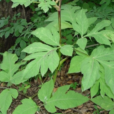 당귀 효능 부작용 뿌리 고르는법