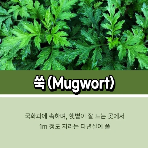 쑥차