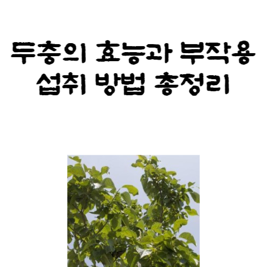 두충의 효능과 부작용&#44; 섭취 방법