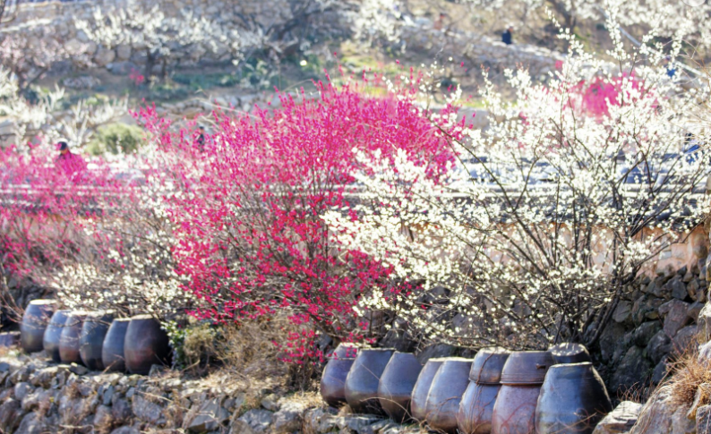 2025 전국 매화꽃 개화시기 및 축제일정 주차안내